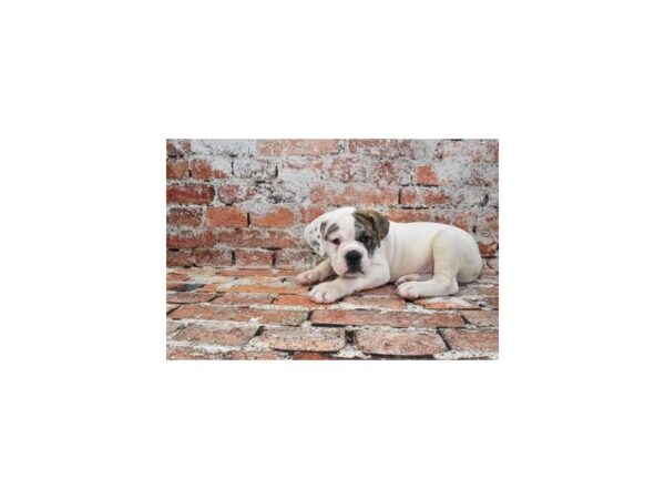 Old English Bulldog-DOG-Male-Brindle and White-27754-Petland Lake St. Louis & Fenton, MO