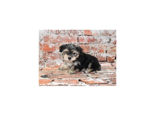 Morkie-DOG-Male-Black and Tan-557-Petland Lake St. Louis & Fenton, MO