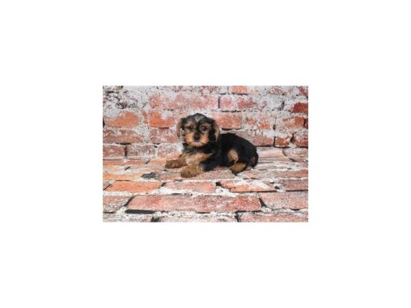 Yorkshire Terrier-DOG-Male-Black and Tan-27757-Petland Lake St. Louis & Fenton, MO