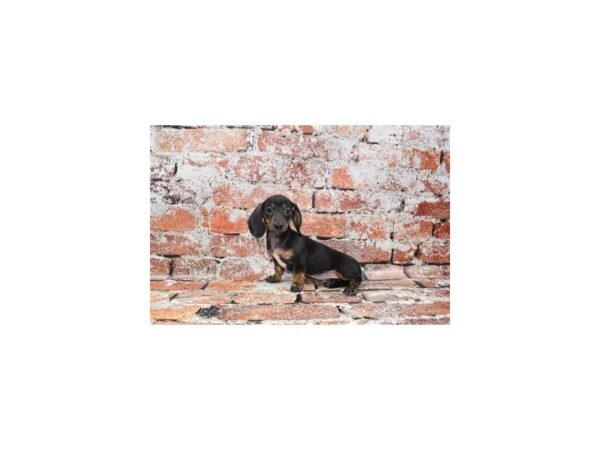 Dachshund-DOG-Female-Black and Tan-559-Petland Lake St. Louis & Fenton, MO