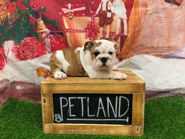 English Bulldog-DOG-Female-Red / White-27745-Petland Lake St. Louis & Fenton, MO