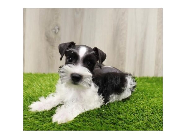 Miniature Schnauzer-DOG-Male-Black / White-561-Petland Lake St. Louis & Fenton, MO