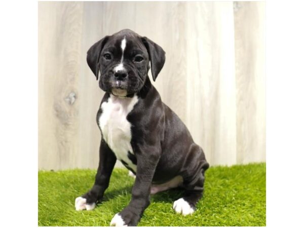 Boxer-DOG-Male-Black-564-Petland Lake St. Louis & Fenton, MO