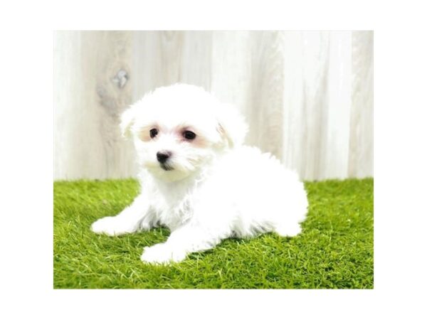 Maltese-DOG-Female-White-566-Petland Lake St. Louis & Fenton, MO