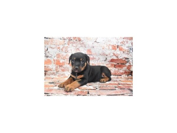 Rottweiler-DOG-Female-Black and Mahogany-27769-Petland Lake St. Louis & Fenton, MO