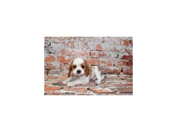 Cavalier King Charles Spaniel-DOG-Female-Blenheim-27767-Petland Lake St. Louis & Fenton, MO
