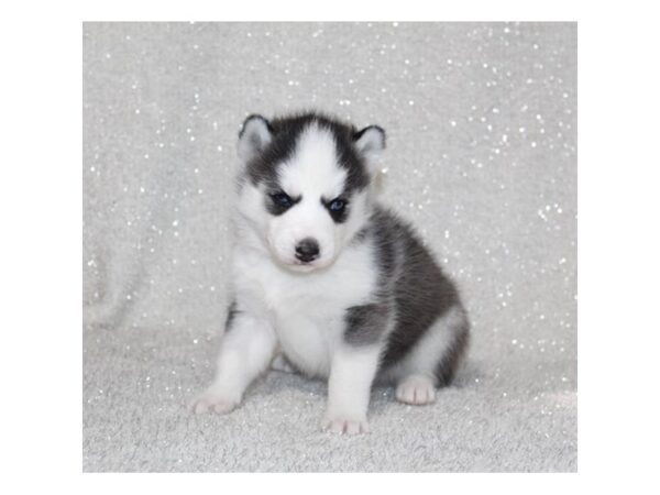 Siberian Husky-DOG-Female-Black / White-27775-Petland Lake St. Louis & Fenton, MO