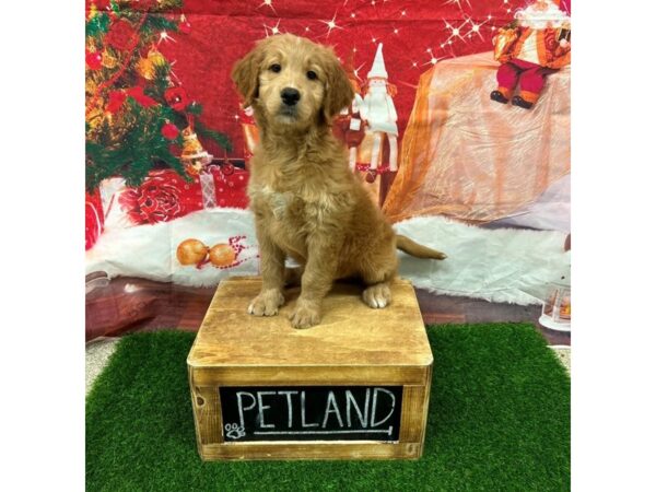 Goldendoodle-DOG-Male-Red-27785-Petland Lake St. Louis & Fenton, MO