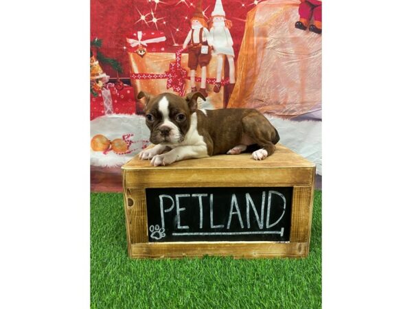 Boston Terrier-DOG-Female-RED & WHITE-27658-Petland Lake St. Louis & Fenton, MO