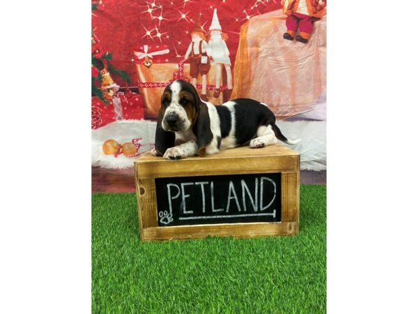 Basset Hound-DOG-Male-Tri-Colored-27781-Petland Lake St. Louis & Fenton, MO