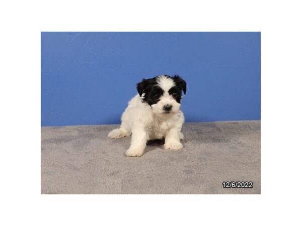 Teddy Bear-DOG-Female-Black / White-27803-Petland Lake St. Louis & Fenton, MO