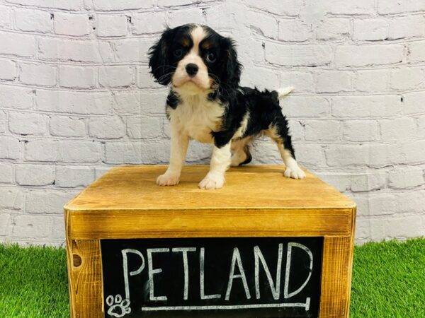 Cavalier King Charles Spaniel-DOG-Female-Tri-Colored-27802-Petland Lake St. Louis & Fenton, MO