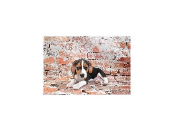 Beagle-DOG-Male-Black Tan and White-27809-Petland Lake St. Louis & Fenton, MO