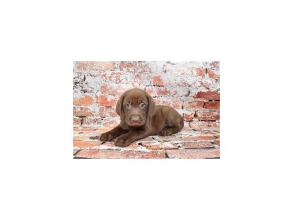 Labrador Retriever-DOG-Female-Chocolate-596-Petland Lake St. Louis & Fenton, MO