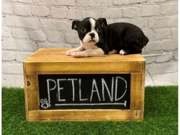 Boston Terrier-DOG-Female-BLACK & WHITE-27821-Petland Lake St. Louis & Fenton, MO