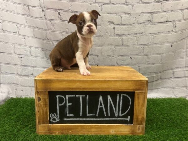 Boston Terrier-DOG-Male-RED & WHITE-27820-Petland Lake St. Louis & Fenton, MO