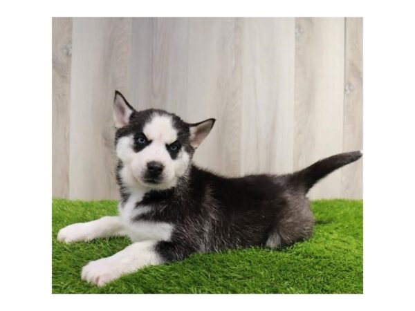 Siberian Husky-DOG-Male-Black / White-27831-Petland Lake St. Louis & Fenton, MO