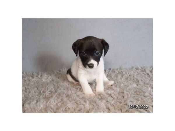 Patrat Terrier-DOG-Female-Black / White-27840-Petland Lake St. Louis & Fenton, MO