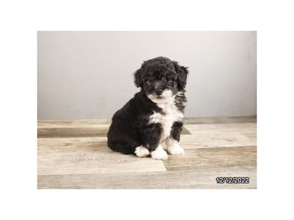 Aussiedoodle Mini-DOG-Male-Black / White-27842-Petland Lake St. Louis & Fenton, MO