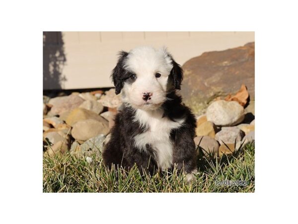 Sheepadoodle-DOG-Female-Black / White-27843-Petland Lake St. Louis & Fenton, MO