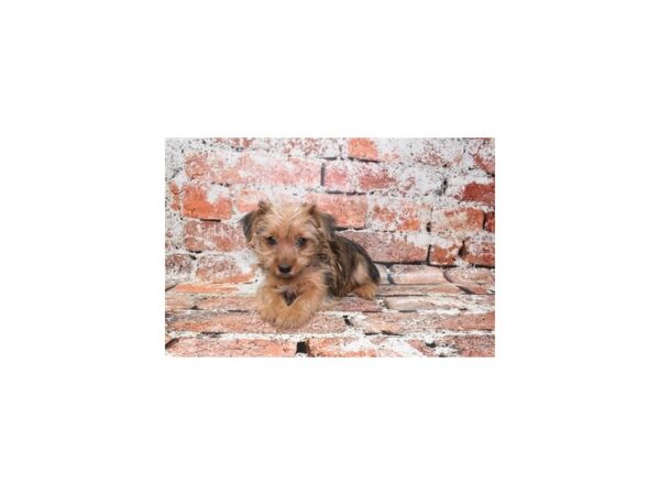 Yorkshire Terrier-DOG-Female-Gold-27849-Petland Lake St. Louis & Fenton, MO