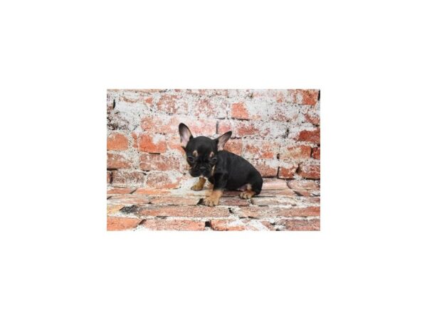 French Bulldog-DOG-Female-Black and Tan-627-Petland Lake St. Louis & Fenton, MO