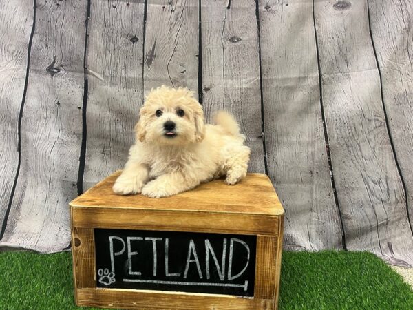 Poodle Mini-DOG-Male-Apricot-27747-Petland Lake St. Louis & Fenton, MO