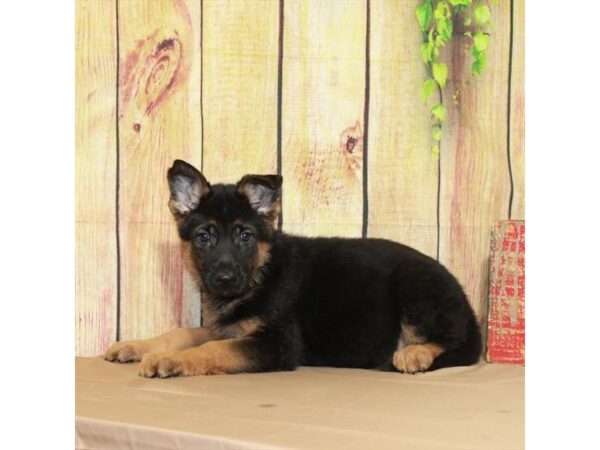 German Shepherd Dog-DOG-Female-Black Sable-27870-Petland Lake St. Louis & Fenton, MO