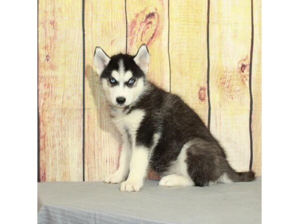 Siberian Husky-DOG-Female-Black / White-27869-Petland Lake St. Louis & Fenton, MO