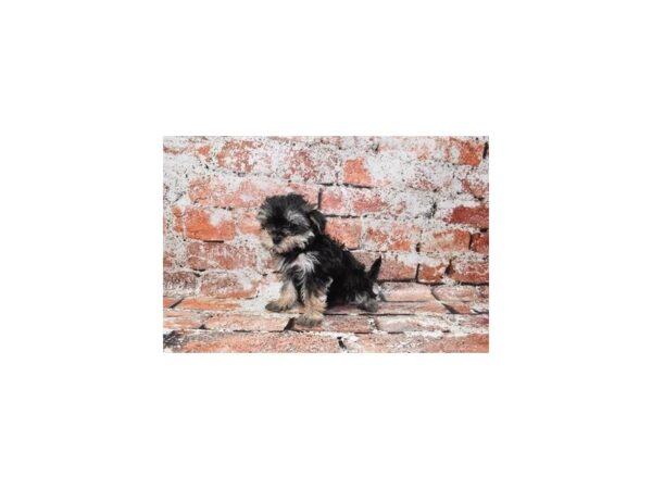 Morkiepoo-DOG-Female-Black and Silver-643-Petland Lake St. Louis & Fenton, MO