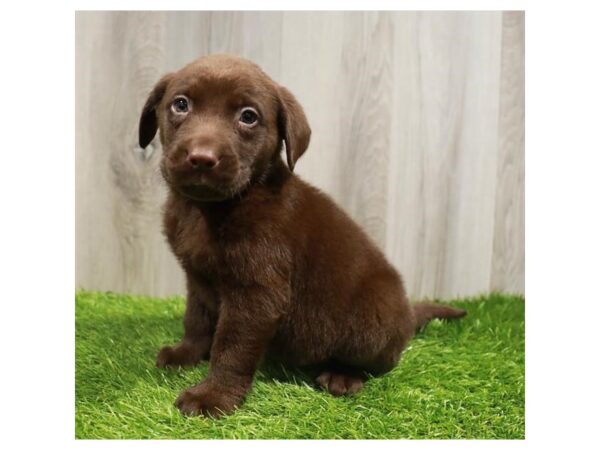 Labrador Retriever-DOG-Male-Chocolate-27884-Petland Lake St. Louis & Fenton, MO