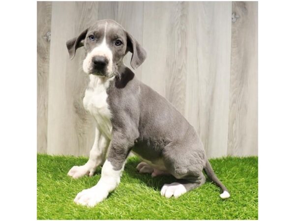 Great Dane-DOG-Male-Blue / White-27883-Petland Lake St. Louis & Fenton, MO