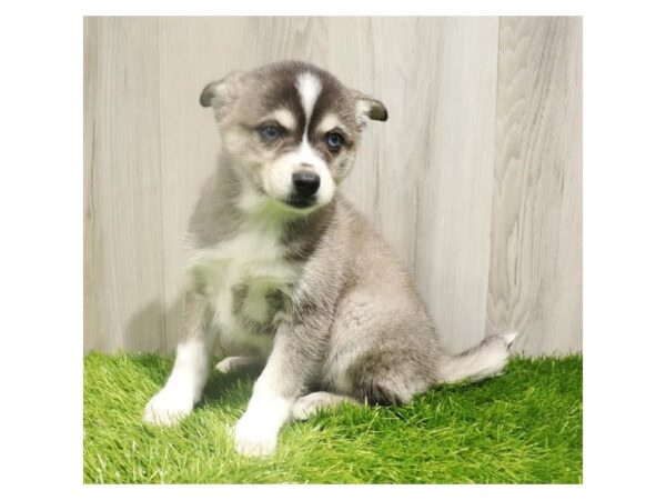 Alaskan Klee Kai-DOG-Female-Gray / White-27889-Petland Lake St. Louis & Fenton, MO