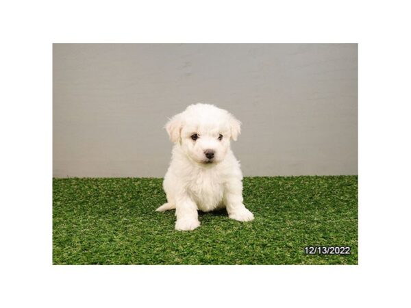 Bichon Frise-DOG-Female-White-27895-Petland Lake St. Louis & Fenton, MO