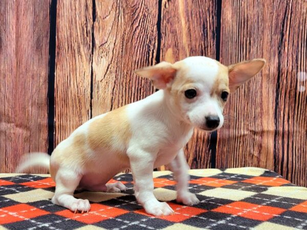 Chihuahua-DOG-Male-White / Fawn-651-Petland Lake St. Louis & Fenton, MO