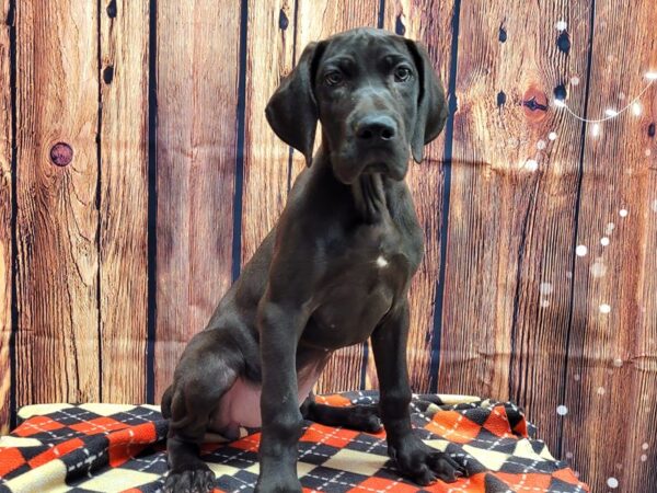 Great Dane-DOG-Female-Black-653-Petland Lake St. Louis & Fenton, MO