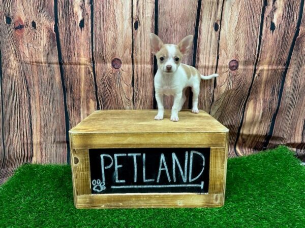Chihuahua-DOG-Female-White-27896-Petland Lake St. Louis & Fenton, MO