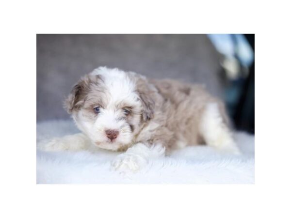 Mini Aussiedoodle-DOG-Female-Chocolate Merle-659-Petland Lake St. Louis & Fenton, MO