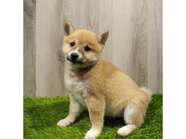 Shiba Inu-DOG-Female-Red / White-27912-Petland Lake St. Louis & Fenton, MO