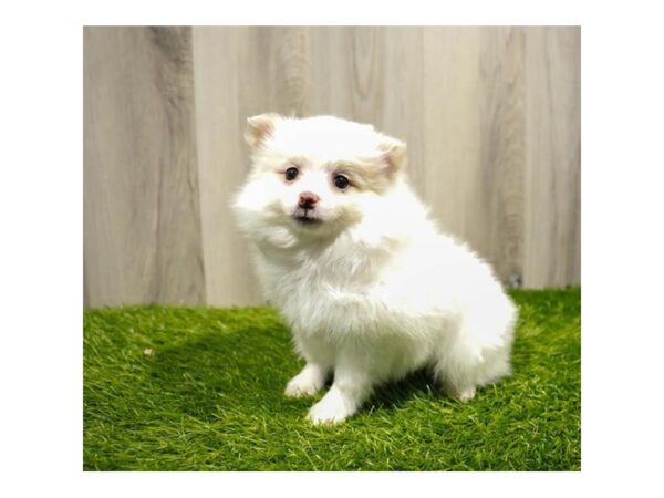 Pomeranian-DOG-Female-White-27911-Petland Lake St. Louis & Fenton, MO