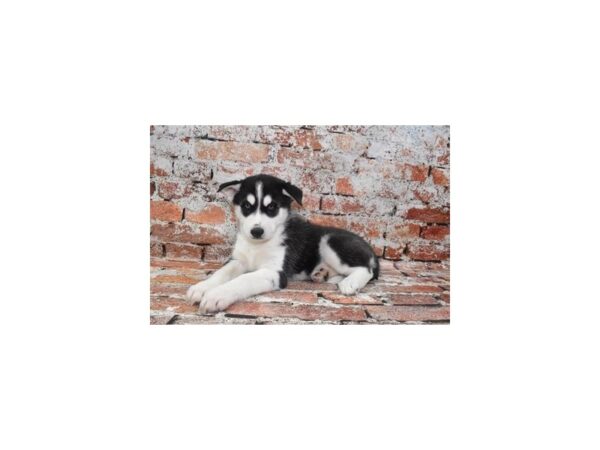 Siberian Husky-DOG-Male-Black and White-27920-Petland Lake St. Louis & Fenton, MO