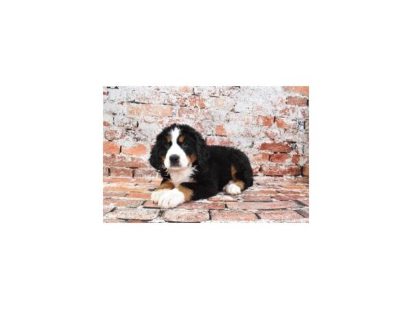 Bernese Mountain Dog-DOG-Male-Black Rust and White-673-Petland Lake St. Louis & Fenton, MO