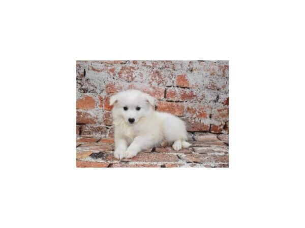 American Eskimo-DOG-Female-White-675-Petland Lake St. Louis & Fenton, MO