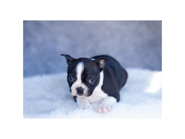 Boston Terrier-DOG-Female-Black / White-683-Petland Lake St. Louis & Fenton, MO