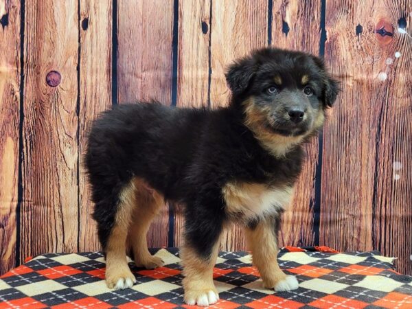 Australian Shepherd-DOG-Male-Black Tan / White-686-Petland Lake St. Louis & Fenton, MO