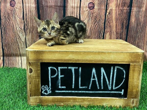 Bengal CAT Male Marbled 27933 Petland Lake St. Louis & Fenton, MO