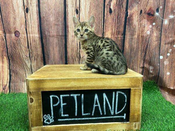 Bengal-CAT-Male-Black Spotted-27931-Petland Lake St. Louis & Fenton, MO