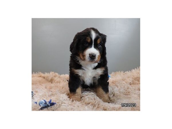Bernese Mountain Dog-DOG-Male-Black-28003-Petland Lake St. Louis & Fenton, MO