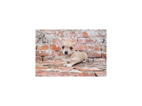 Chihuahua-DOG-Female-Cream-690-Petland Lake St. Louis & Fenton, MO