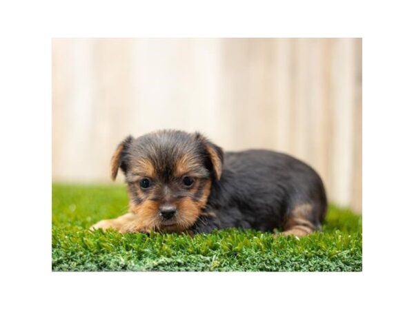 Yorkshire Terrier-DOG-Male-Black / Tan-27946-Petland Lake St. Louis & Fenton, MO